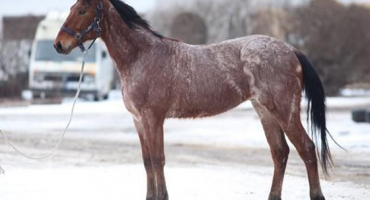 Plemena grošů a jejich chov, historie a barevné variety